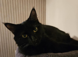 Black mixed breed female