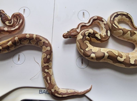 Royal pythons for sale