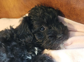 READY TO GO 1 WEE GIRL Schnoodle Puppies
