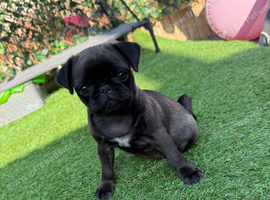 Pug