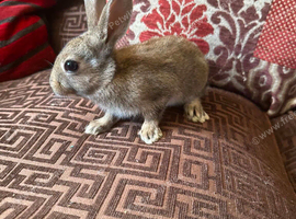 8 week old Baby Rabbits for sale in Grimsby