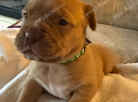 Dogue de Bordeaux