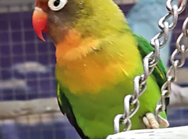 Young Lovebirds available