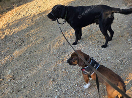Basset Hound cross