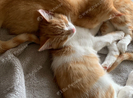 Kittens need forever homes
