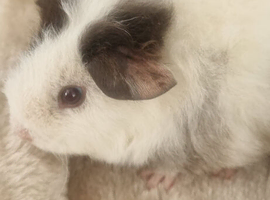 Female baby guinea pig