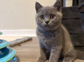 Beautiful British short hair kittens