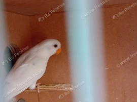 Young lovebird with dna papers