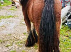 Lovely future kids pony