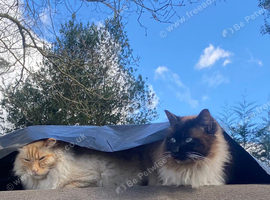 Bonded pair (brothers)