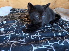 Beautiful female kittens ready now