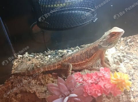 bearded dragon and tank