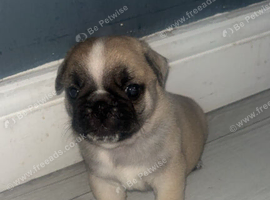 ONLY 2 BOYS LEFT!Pug puppies for sale