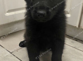 3 beautiful puppies looking for a loving home