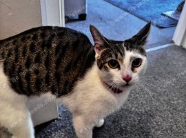 Rehome cat