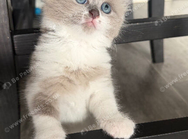 Ragdoll Cross