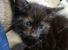 Beautiful black blue eyed kitten.