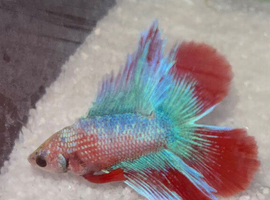 Betta fish for sale