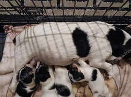 Mini Jack Russell puppies