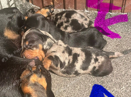 Miniature dachshund puppies