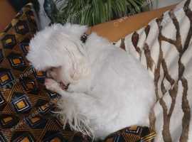 First class stud ...teddie has produced some stunning pups
