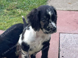 2 boy cocker spaniel pups