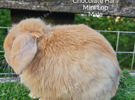 Various  Adult Mini Lops