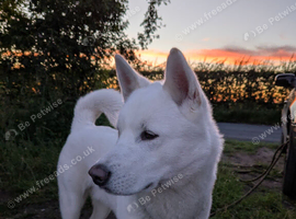 Male huskita