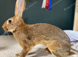 Belgian Hare Bucks pure
