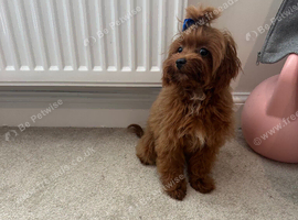 Asian maltipoo looking for ever home