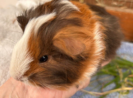 Guinea Pig -Baby Boy
