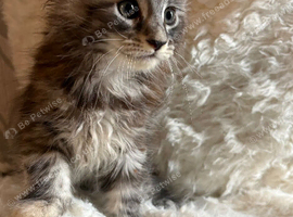 Lovely Maine coon kittens looking for their new homes