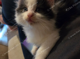 Kittens