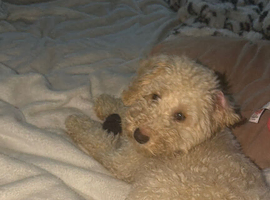 Miniature poodle