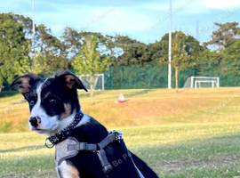 4 month old puppy for sale