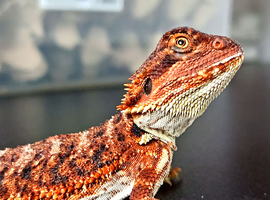 100% dark red monster baby
