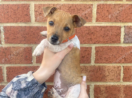 Traditional Jack Russell