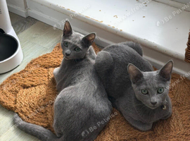 Pair of Beautiful Russian Blue Kittens, 5 months - &pound;875 each