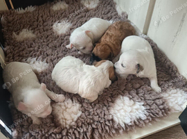 MALTIPOO PUPPIES 3 GIRLS 2 BOYS
