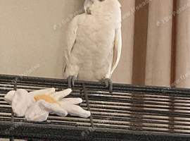 Moluccan cockatoo
