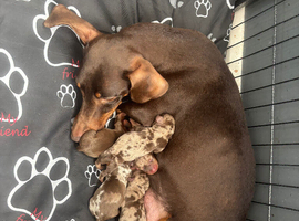 Beautiful tweener Dutchhound puppies