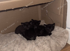 Black kittens
