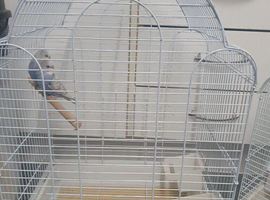 Budgies