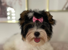 Beautiful small Biewer Yorkshire Terrier Pedigree
