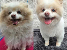 Barky Baths relaxed dog grooming & teeth cleaning services