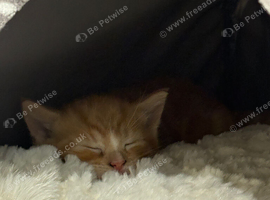 KIttens