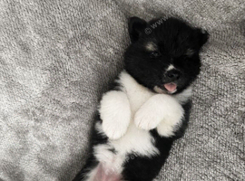 Beautiful Chunky American Akita Puppies