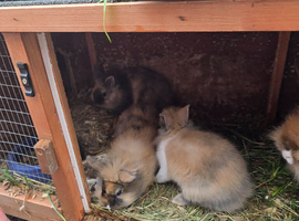 3 lion currently 7weeks