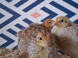POL Coturnix hens available