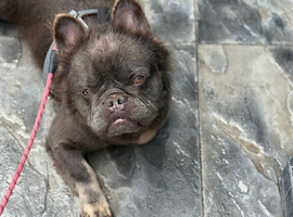 Fluffy French bulldog for stud